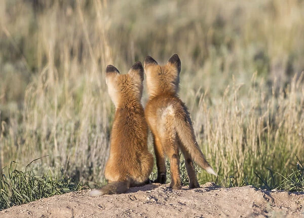 USA, Wyoming, Sublette County. Two young fox kits watch from their den for a parent