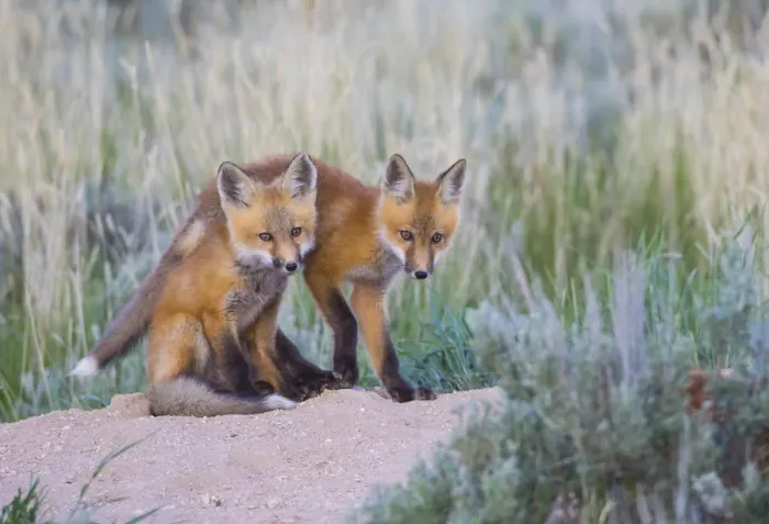Framed Print : USA, Wyoming, Sublette County. Two young fox kits playing at their den site Framed Print : USA, Wyoming, Sublette County. Two young fox kits playing at their den site