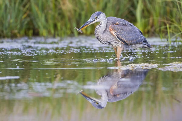 USA, Wyoming, Sublette County, a young Great Blue Heron catches a small fish in a pond