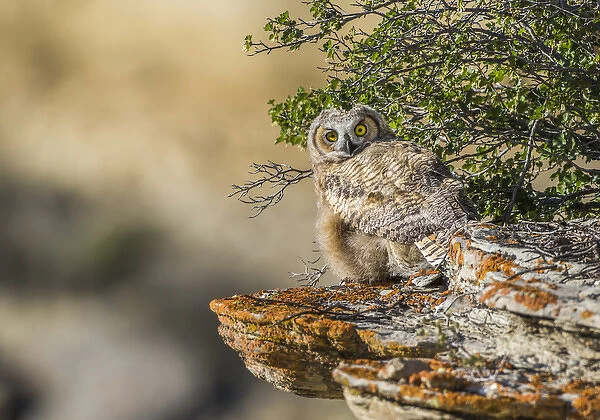 USA, Wyoming, Sublette County, a young Great Horned Owl sits on a lichen covered ledge