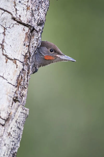 USA, Wyoming, Sublette County. Young male Northern Flicker peering from it s