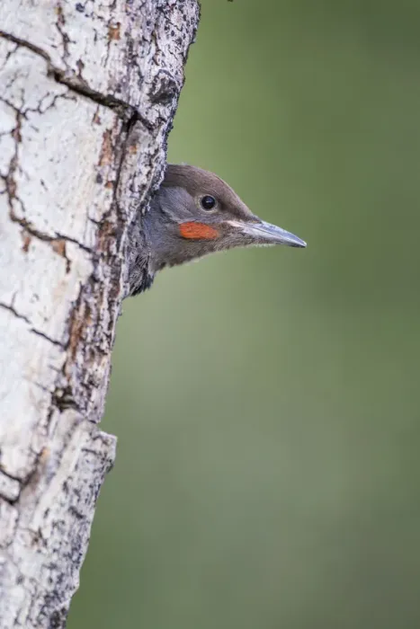 Framed Print : USA, Wyoming, Sublette County. Young male Northern Flicker peering from it s