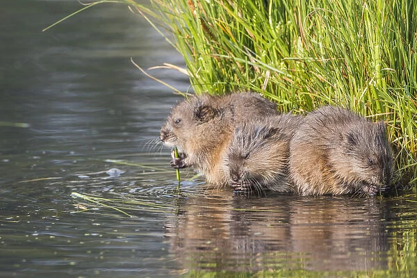 USA, Wyoming, Sublette County, three young muskrats feed on sedges in a pond