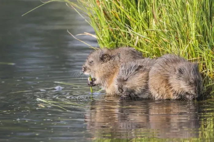 Framed Print : USA, Wyoming, Sublette County, three young muskrats feed on sedges in a pond
