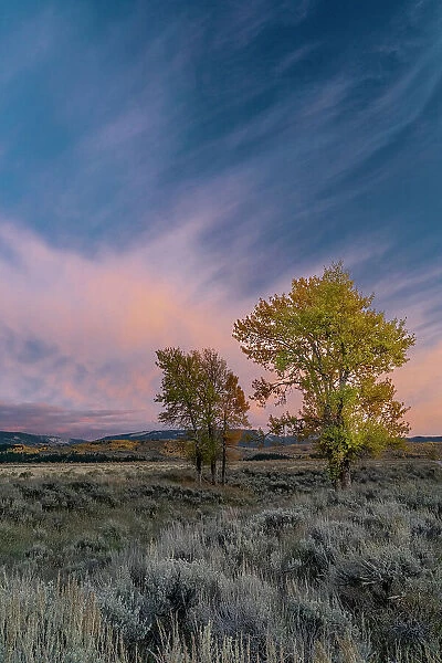 USA, Wyoming. Sunset clouds and cottonwoods, near Antelope Flats and Mormon Row, Grand Teton National Park