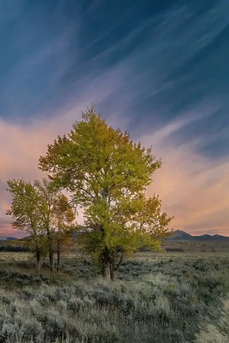 Framed Print : USA, Wyoming. Sunset clouds and cottonwoods, near Antelope Flats and Mormon Row, Grand Teton National Park Framed Print : USA, Wyoming. Sunset clouds and cottonwoods, near Antelope Flats and Mormon Row, Grand Teton National Park