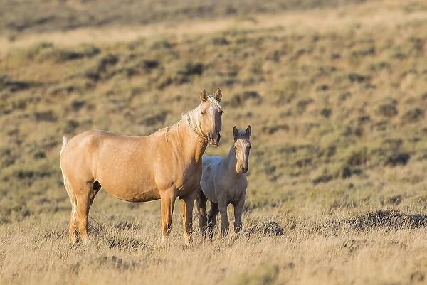 USA, Wyoming, Sweetwater County, Red Desert, a Palamino mare and her foal