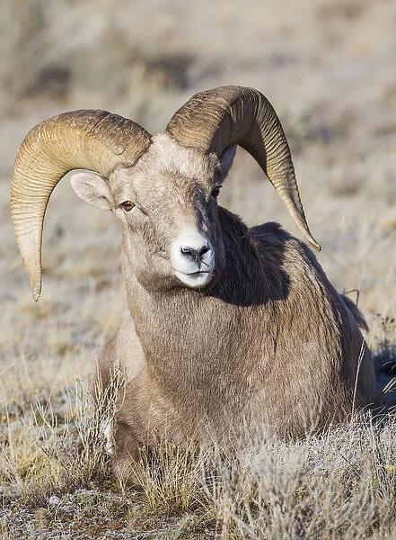 USA, Wyoming, Teton County, National Elk Refuge, Bighorn sheep ram lying down
