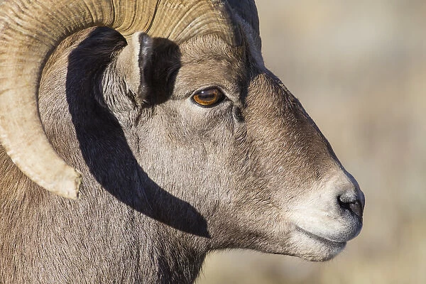 USA, Wyoming, Teton County, National Elk Refuge, Bighorn sheep ram portrait