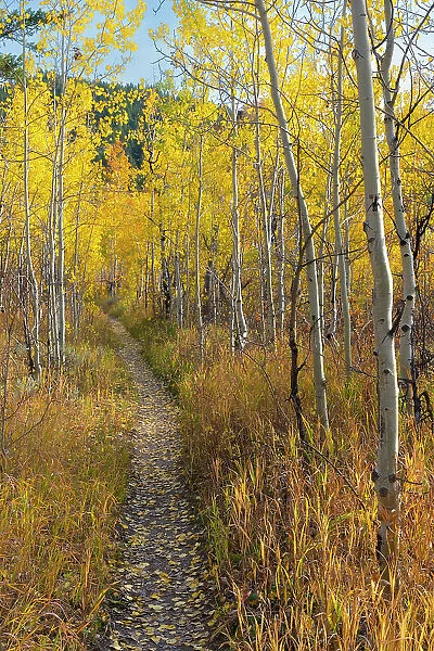 USA, Wyoming. Trail through autumn Aspens and grasslands, Black Tail Butte, Grand Teton National Park
