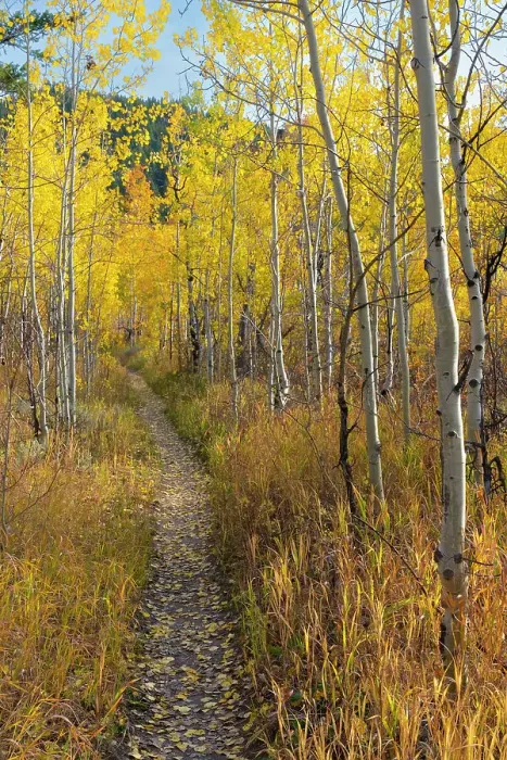 Framed Print : USA, Wyoming. Trail through autumn Aspens and grasslands, Black Tail Butte, Grand Teton National Park Framed Print : USA, Wyoming. Trail through autumn Aspens and grasslands, Black Tail Butte, Grand Teton National Park