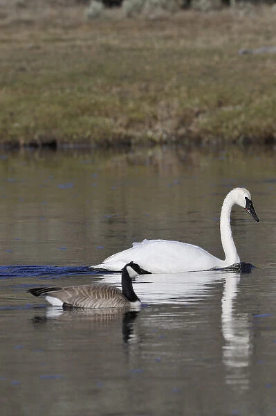 USA, Wyoming, Trumpeter Swan, Canada Goose, Yellowstone National Park
