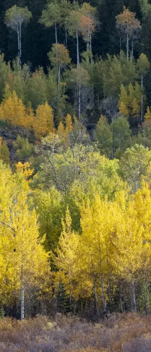 Framed Print : USA, Wyoming. Vertical Panoramic. Colorful autumn foliage, Grand Teton National Park Framed Print : USA, Wyoming. Vertical Panoramic. Colorful autumn foliage, Grand Teton National Park