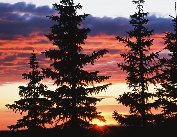 USA, Wyoming, View of sunrise with spruce trees at Medicine Bow National Forest