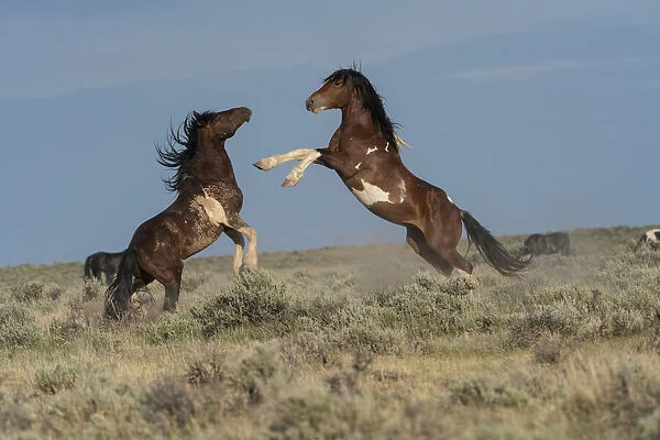 USA, Wyoming. Wild horse stallions fighting