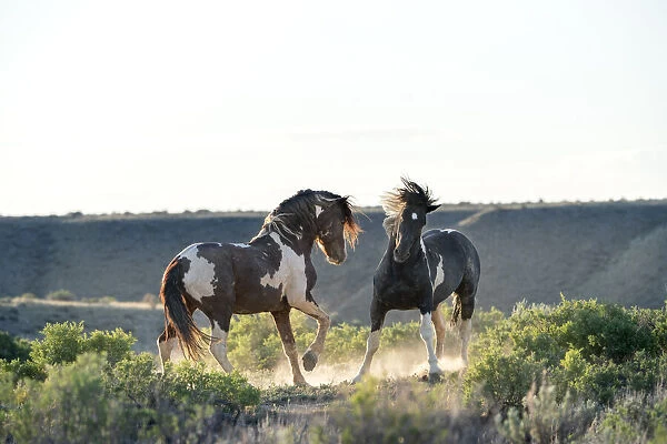USA, Wyoming. Wild horse stallions fighting