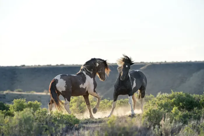 Framed Print : USA, Wyoming. Wild horse stallions fighting