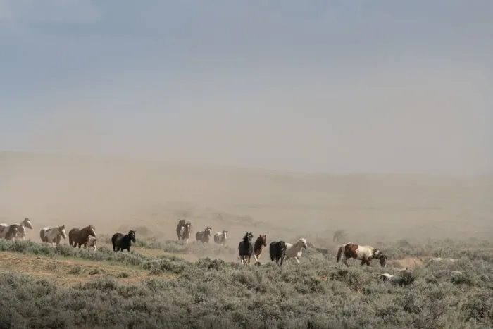 Framed Print : USA, Wyoming. Wild horses create dust cloud while trotting to desert waterhole Framed Print : USA, Wyoming. Wild horses create dust cloud while trotting to desert waterhole