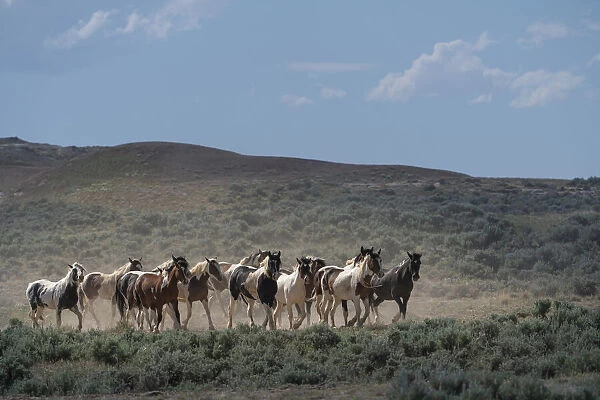 USA, Wyoming. Wild horses create dust while trotting to desert waterhole