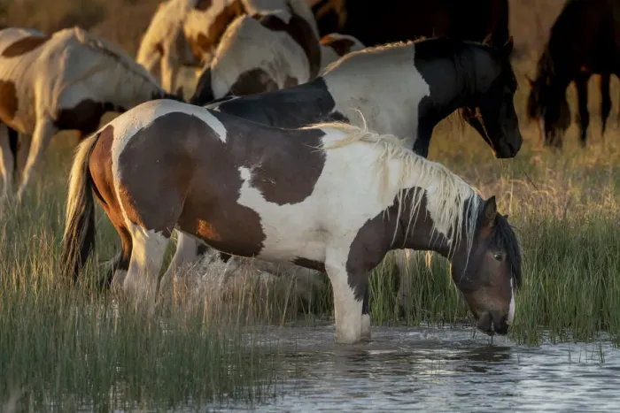 Framed Print : USA, Wyoming. Wild horses drink from water pond in desert Framed Print : USA, Wyoming. Wild horses drink from water pond in desert