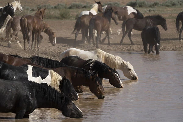 USA, Wyoming. Wild horses drink from waterhole in desert