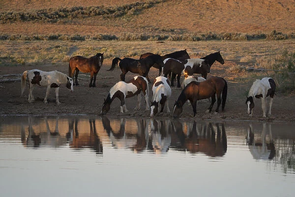 USA, Wyoming. Wild horses drink from waterhole in desert