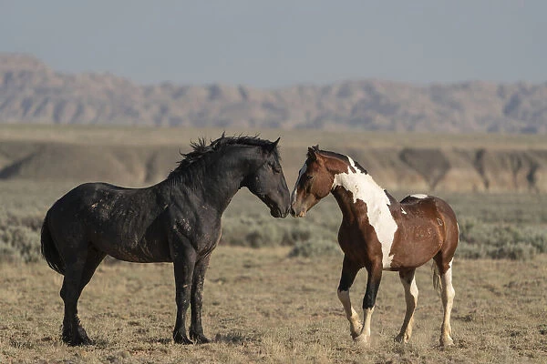 USA, Wyoming. Wild horses greeting each other