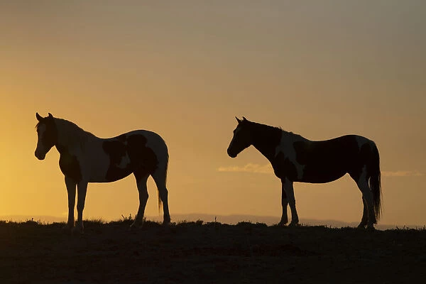 USA, Wyoming. Wild horses silhouetted at sunset