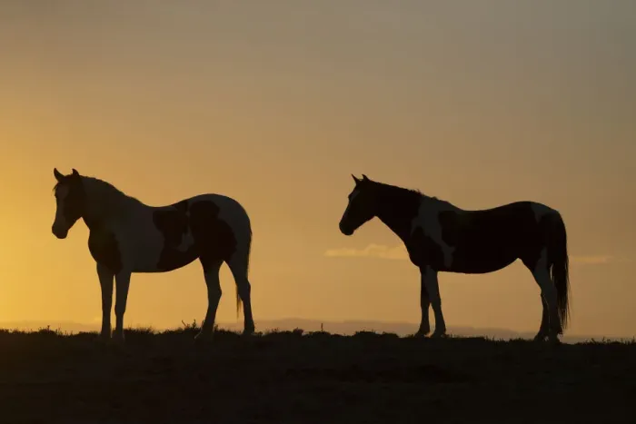 Framed Print : USA, Wyoming. Wild horses silhouetted at sunset