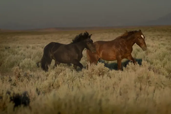 Framed Print : USA, Wyoming. Wild horses trotting across desert sage as rainstorm approaches Framed Print : USA, Wyoming. Wild horses trotting across desert sage as rainstorm approaches
