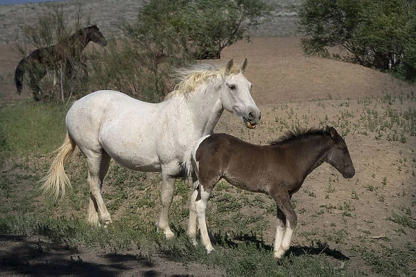 USA, Wyoming. Wild mare and her foal close-up