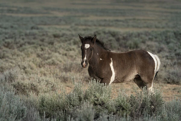 USA, Wyoming. Wild stallion stands in desert sage brush