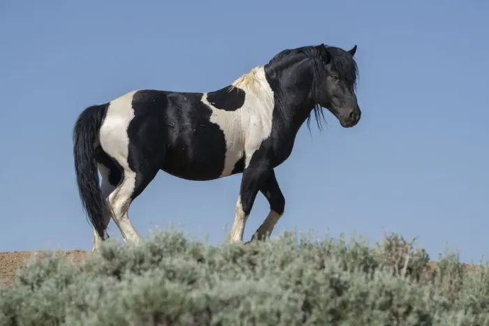 Framed Print : USA, Wyoming. Wild stallion stands in desert sage brush Framed Print : USA, Wyoming. Wild stallion stands in desert sage brush