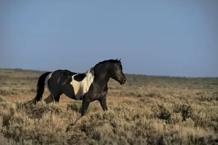 Framed Print : USA, Wyoming. Wild stallion walks in desert sage brush