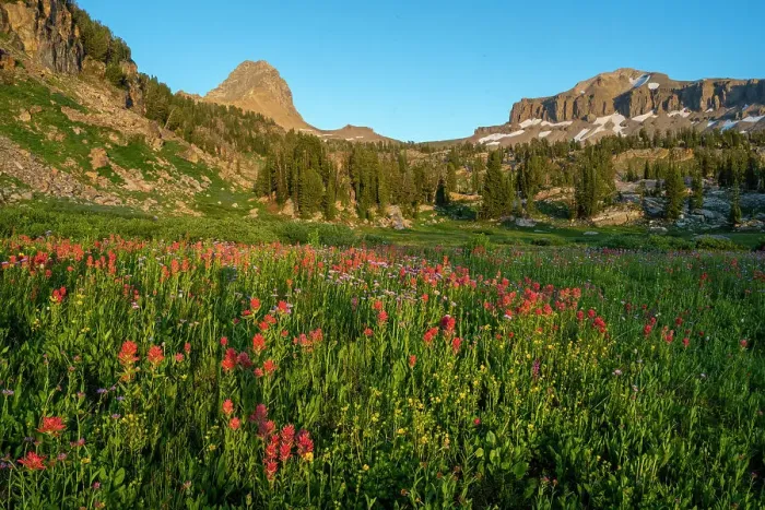 Framed Print : USA, Wyoming. Wildflower meadow, Indian Paintbrush, Alaska Basin, Teton Mountains Framed Print : USA, Wyoming. Wildflower meadow, Indian Paintbrush, Alaska Basin, Teton Mountains