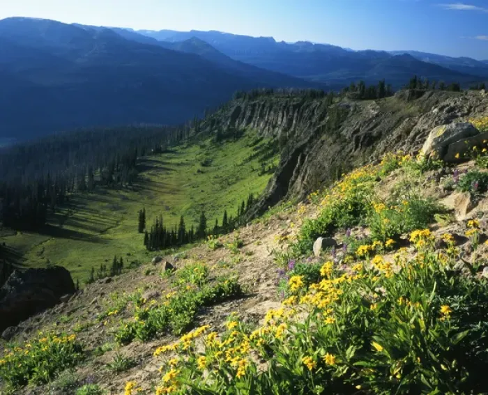 Framed Print : USA, Wyoming, Wildflowers along continental divide