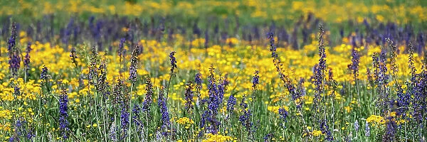 USA, Wyoming. Wildflowers, Grand Teton National Park