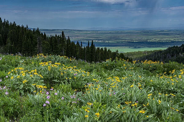 USA, Wyoming. Wildflowers and view of Teton Valley, Idaho, summer