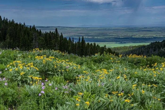 Framed Print : USA, Wyoming. Wildflowers and view of Teton Valley, Idaho, summer