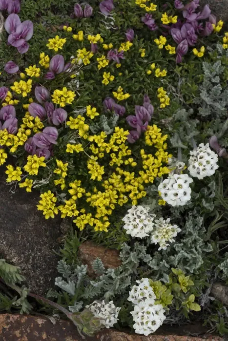 Framed Print : USA, Wyoming. Yellowstone Draba, Alpine Smelowskia and dwarf clover, Beartooth Pass Framed Print : USA, Wyoming. Yellowstone Draba, Alpine Smelowskia and dwarf clover, Beartooth Pass