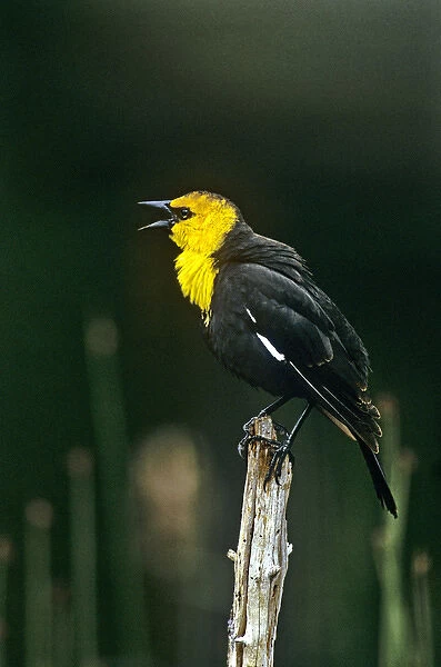 USA, Wyoming, Yellowstone National Park. Wild yellow-headed blackbird male singing