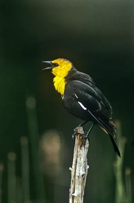 Framed Print : USA, Wyoming, Yellowstone National Park. Wild yellow-headed blackbird male singing