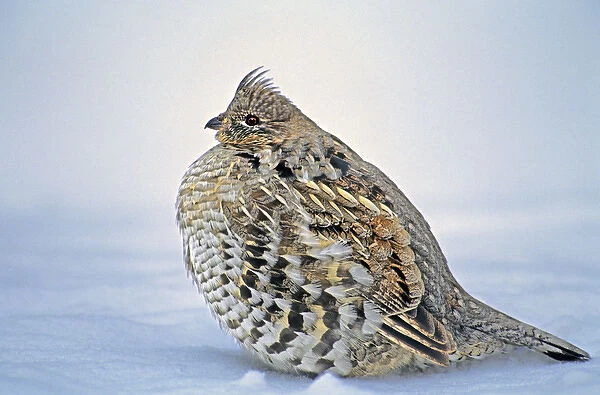 USA, Wyoming, Yellowstone National Park. Portrait of ruffed grouse sitting in snow bank