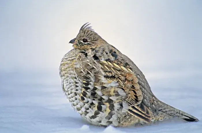 Framed Print : USA, Wyoming, Yellowstone National Park. Portrait of ruffed grouse sitting in snow bank Framed Print : USA, Wyoming, Yellowstone National Park. Portrait of ruffed grouse sitting in snow bank