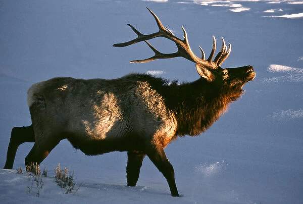 USA, Wyoming, Yellowstone National Park. Bugling elk in winter. Credit as: Wendy
