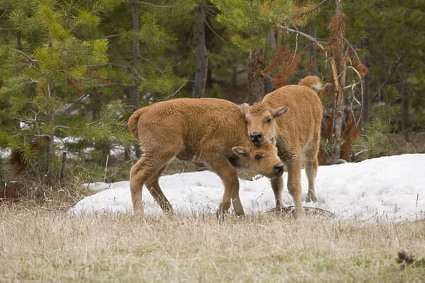 USA, Wyoming, Yellowstone National Park. Bison calves playing. Credit as: Don Grall