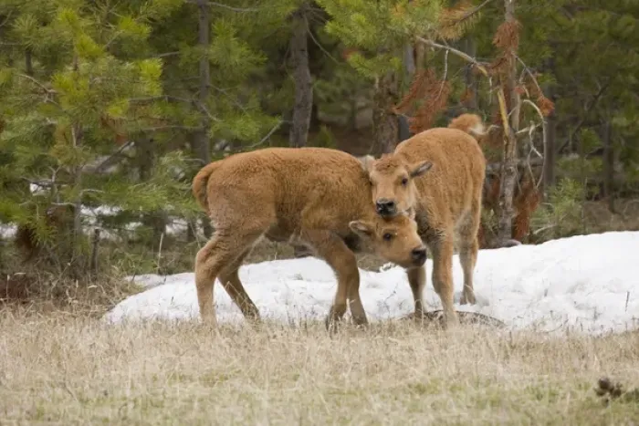 Framed Print : USA, Wyoming, Yellowstone National Park. Bison calves playing. Credit as: Don Grall