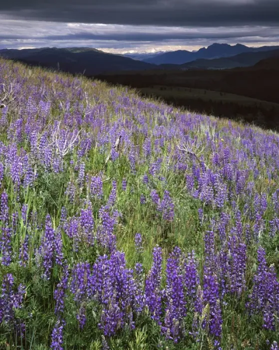 Framed Print : USA, Wyoming, Yellowstone National Park, near Mount Washburn, Lupine meadows Framed Print : USA, Wyoming, Yellowstone National Park, near Mount Washburn, Lupine meadows