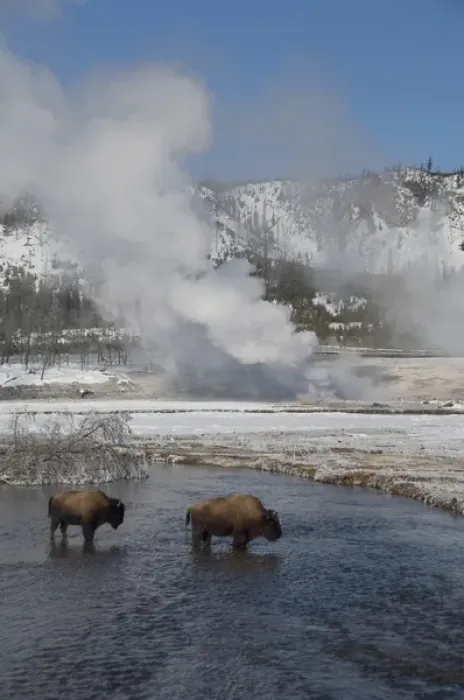 Framed Print : USA, Wyoming. Yellowstone National Park. Wild Yellowstone Bison in winter next to Framed Print : USA, Wyoming. Yellowstone National Park. Wild Yellowstone Bison in winter next to