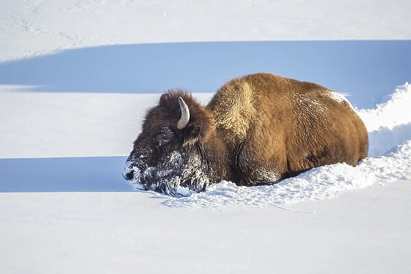 USA, Wyoming, Yellowstone National Park, Bison Cow breaking trail for herd in deep snow